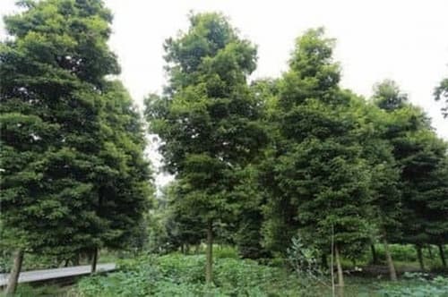 Loại gỗ quý hiếm, nanmu vàng