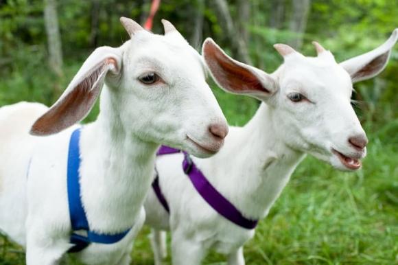 thông tin thú vị về động vật, loài động vật thông minh, chỉ số thông minh của động vật