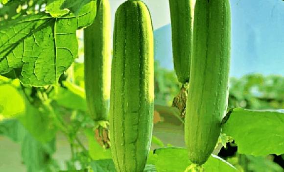 quả không thuốc trừ sâu, mướp, bí ngô, bí đao, mướp rắn