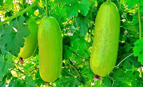 quả không thuốc trừ sâu, mướp, bí ngô, bí đao, mướp rắn