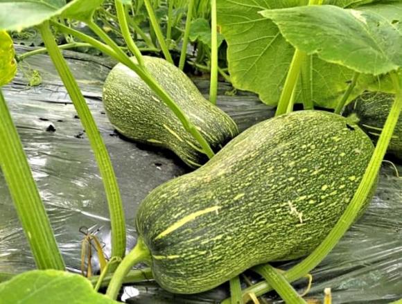 quả không thuốc trừ sâu, mướp, bí ngô, bí đao, mướp rắn