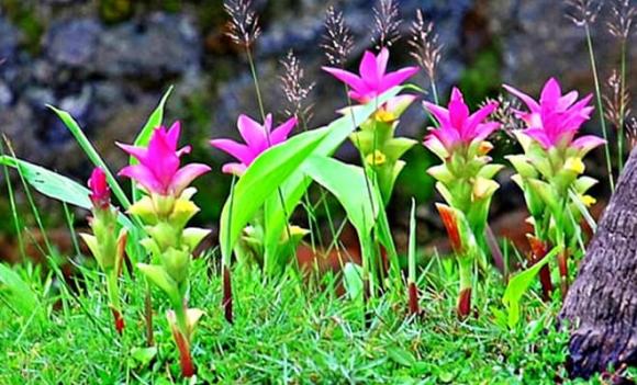 mỏ vàng dưới lòng đất, củ nghệ, xuất khẩu, Việt Nam