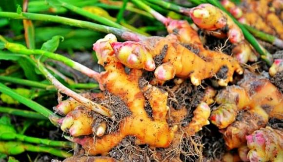 mỏ vàng dưới lòng đất, củ nghệ, xuất khẩu, Việt Nam