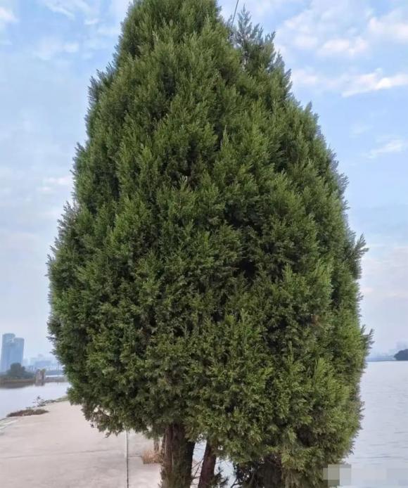 trồng cây, cây không nên trồng