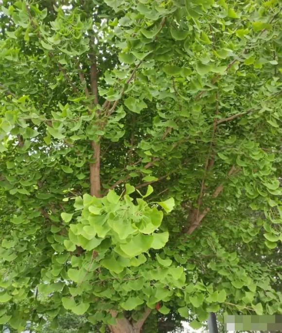 trồng cây, cây không nên trồng