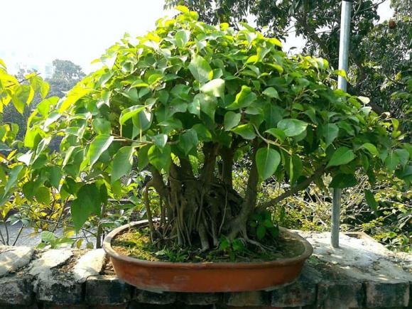trồng cây