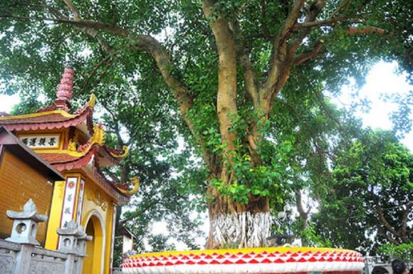 trồng cây