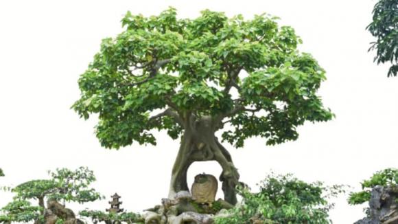 trồng cây