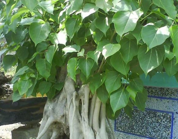 trồng cây