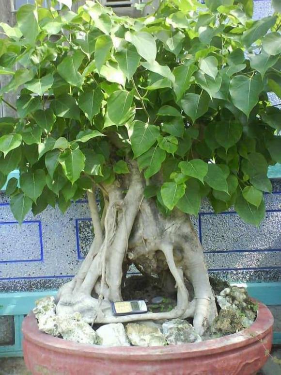 trồng cây, cây không nên trồng