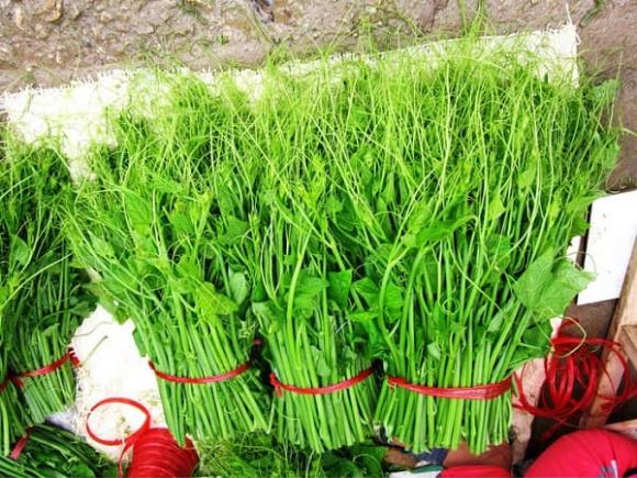 rau su su, trồng rau xuất khẩu, kiến thức 