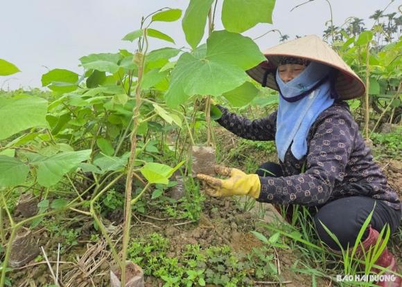 Sắn dây, mô hình trồng sắn dây