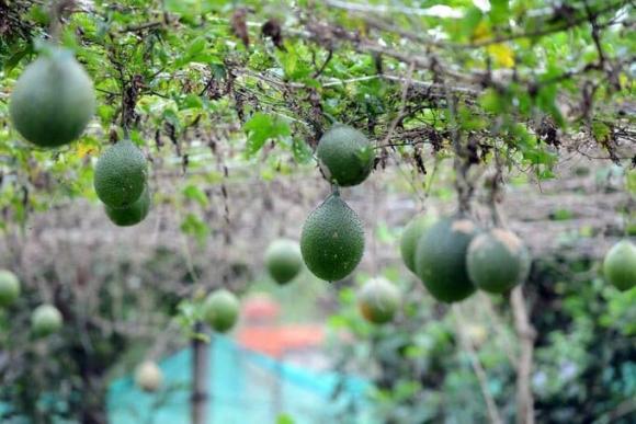 Quả gấc, tác dụng của quả gấc