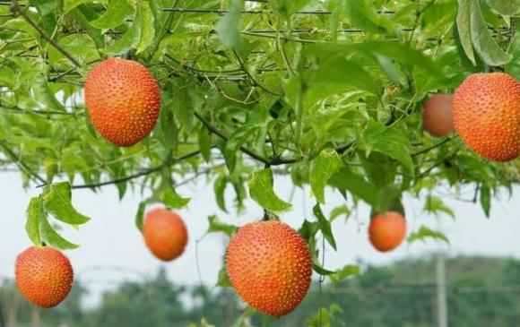 Quả gấc, tác dụng của quả gấc