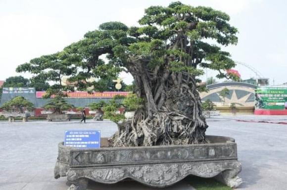 Cây sanh, cây bonsai, cây tứ linh của việt nam