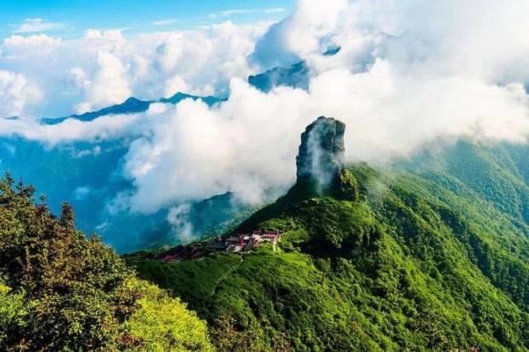 Chè bạch long, chè hoàng liên sơn