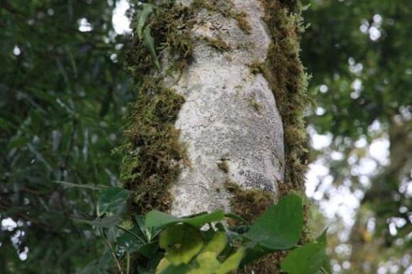 Chè bạch long, chè hoàng liên sơn