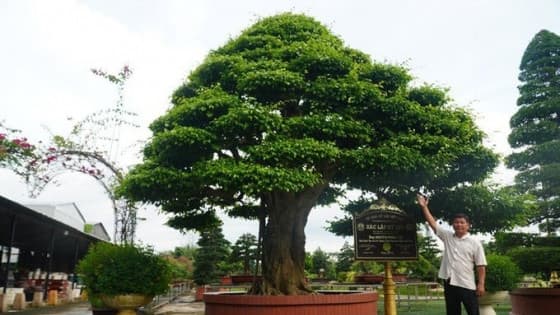 Cây sanh, cây bonsai, cây tứ linh của việt nam