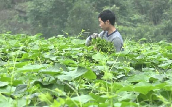 rau su su, trồng rau xuất khẩu, kiến thức 
