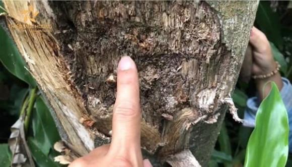 Trầm hương, tác dụng của Trầm hương, sức khỏe