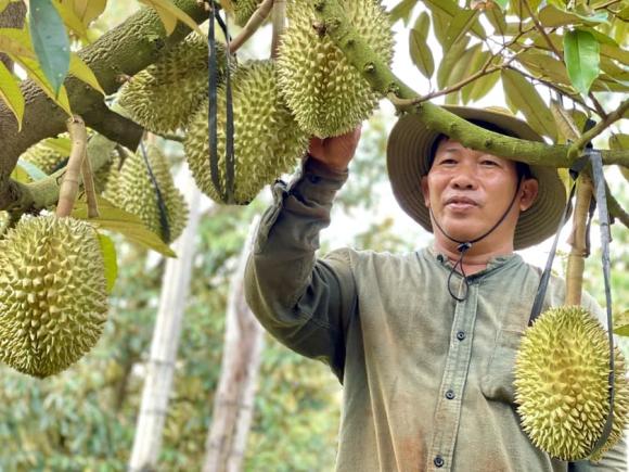 sầu riêng, giá sầu riêng, kiến thức