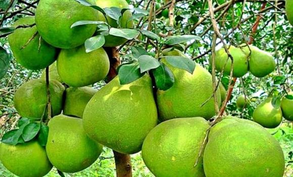 sầu riêng, quả bưởi, Việt Nam, Hoa Kỳ, Mỹ, thuế nhập khẩu