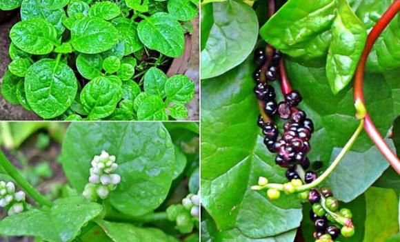 rau mồng tơi, rau giàu canxi hơn sữa, selen gấp 30 lần hành tây, lợi ích của rau mồng tơi