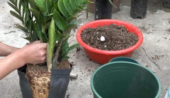 kim tiền, trồng cây kim tiền, kiến thức