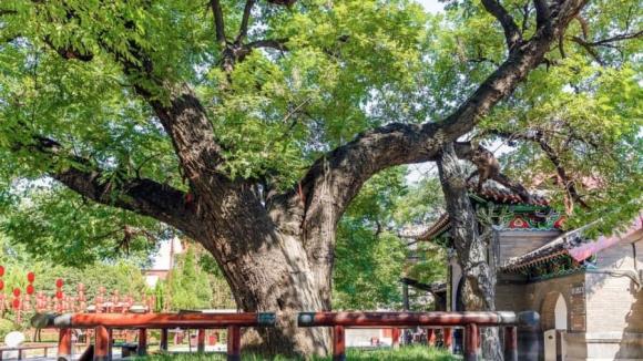 Cây ngũ quỷ, cây phạm phong thuỷ