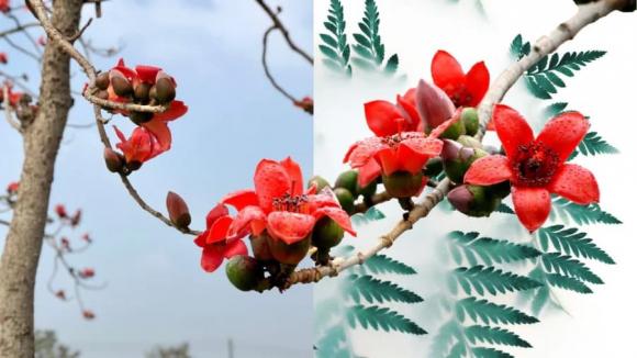 Cây ngũ quỷ, cây phạm phong thuỷ
