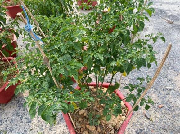 Loại ớt đắt nhất thế giới, ớt Aji Charapita
