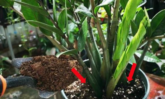 trồng cây kim tiền, cách trồng cây kim tiền