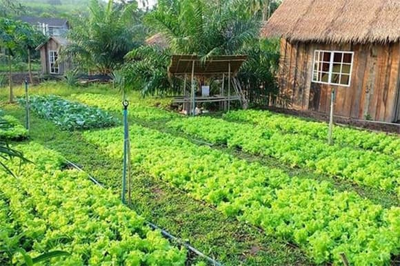 chuyển đổi đất vườn lên đất thổ cư, làm sổ đỏ, luật đất đai