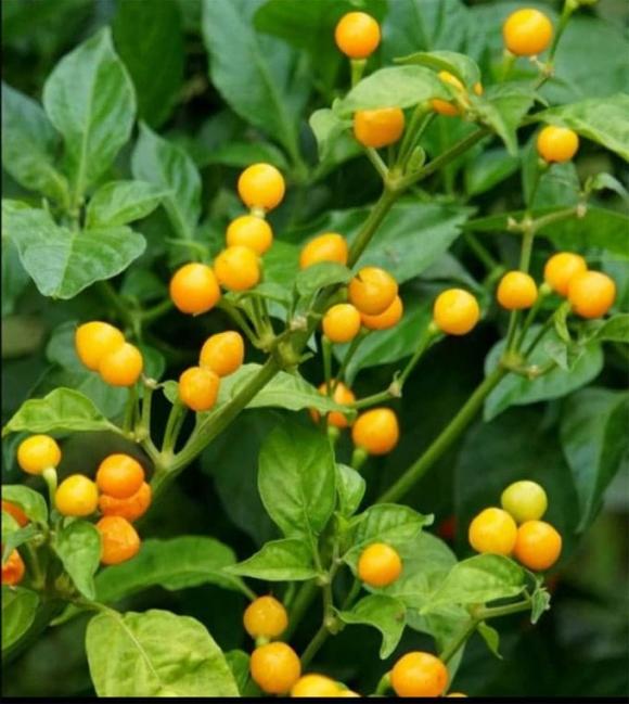 Loại ớt đắt nhất thế giới, ớt Aji Charapita