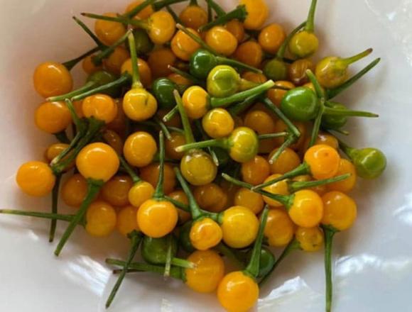 Loại ớt đắt nhất thế giới, ớt Aji Charapita