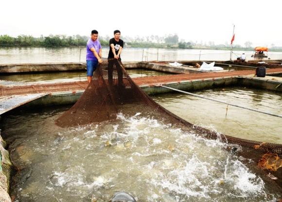 nuôi cá lồng, nuôi cá lồng trên sông hồng, kiến thức