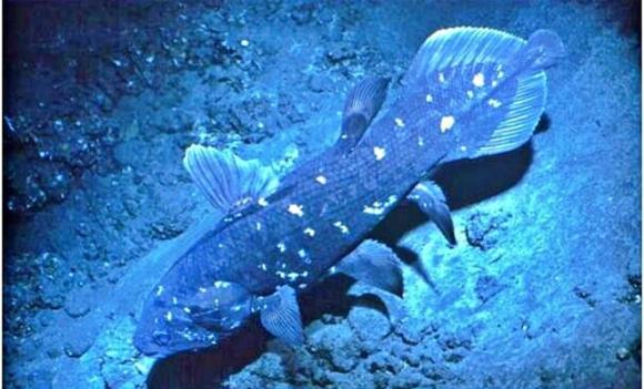cá vây tay Indonesia, Loài động vật quý hiếm bậc nhất hành tinh, Latimeria menadoensis, hóa thạch sống