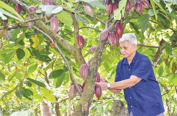 Cây ca cao, mô hình trồng ca cao
