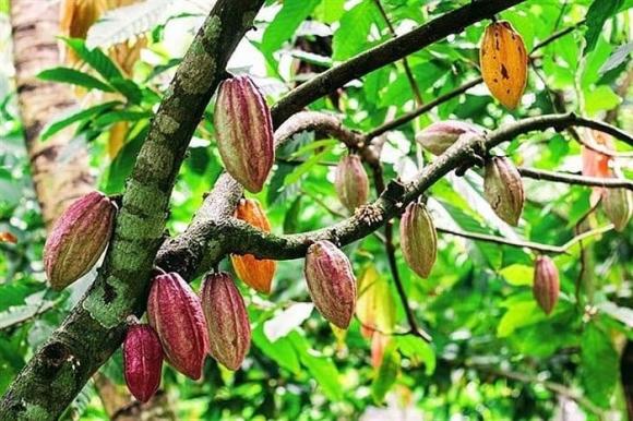 Cây ca cao, mô hình trồng ca cao