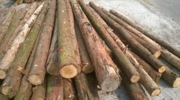 Cây hút vàng, cây bạch đàn