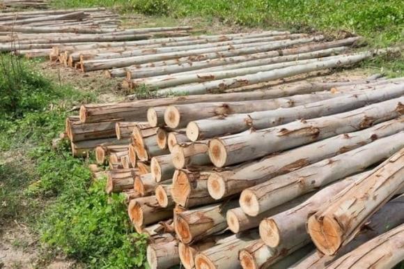 Cây hút vàng, cây bạch đàn