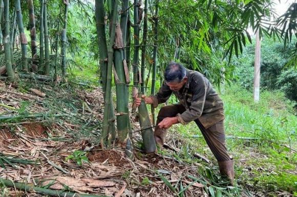 Trồng tre lấy măng, mô hình trồng tre lấy măng