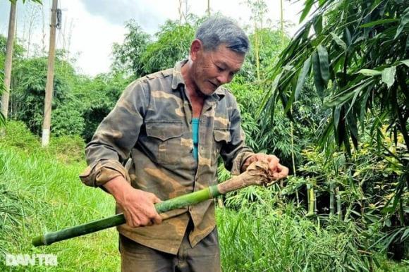 Trồng tre lấy măng, mô hình trồng tre lấy măng