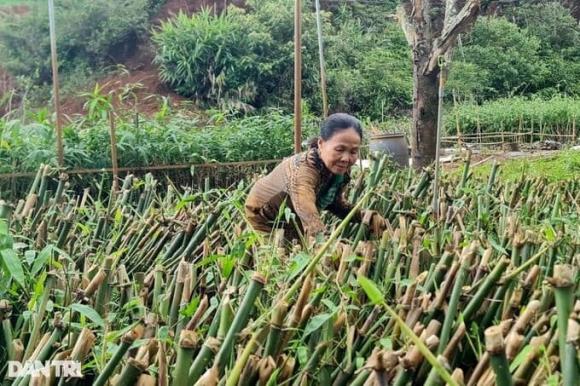 Trồng tre lấy măng, mô hình trồng tre lấy măng