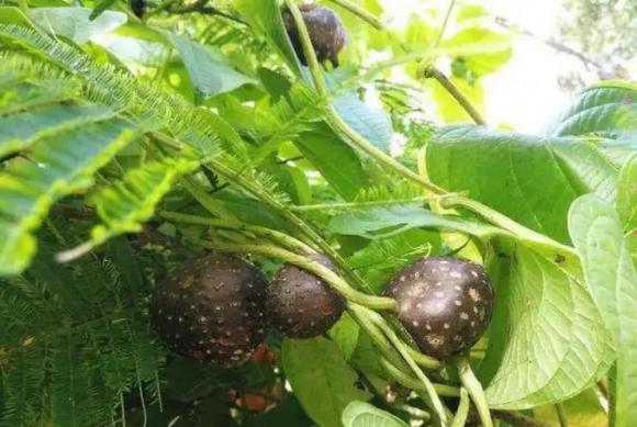 Khoai trời, tác dụng của cây khoai trời