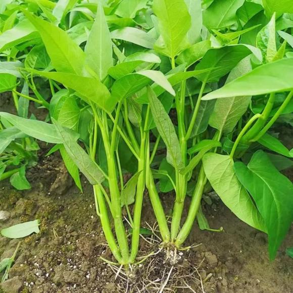 rau trường thọ