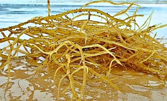Rong câu chỉ vàng,  rong biển tóc tiên, loài cây thủy sinh, mọc trong đầm nước lợ, vuông nuôi tôm