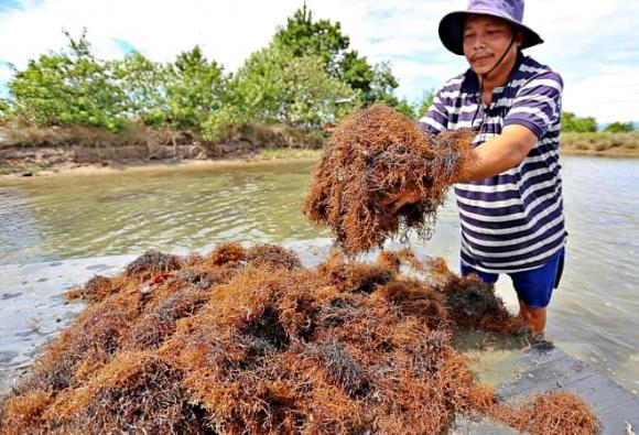 Rong câu chỉ vàng,  rong biển tóc tiên, loài cây thủy sinh, mọc trong đầm nước lợ, vuông nuôi tôm