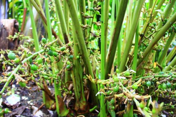 bạch đậu khấu, gia vị, sức khỏe