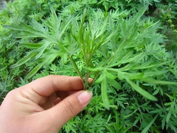 ngải cứu, trồng ngải cứu, kiến thức